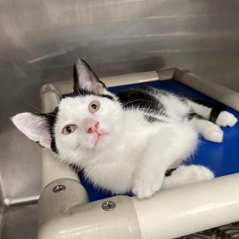 A young medium-sized male Domestic Short Hair cat named Limerick for adoption in Roanoke, VA