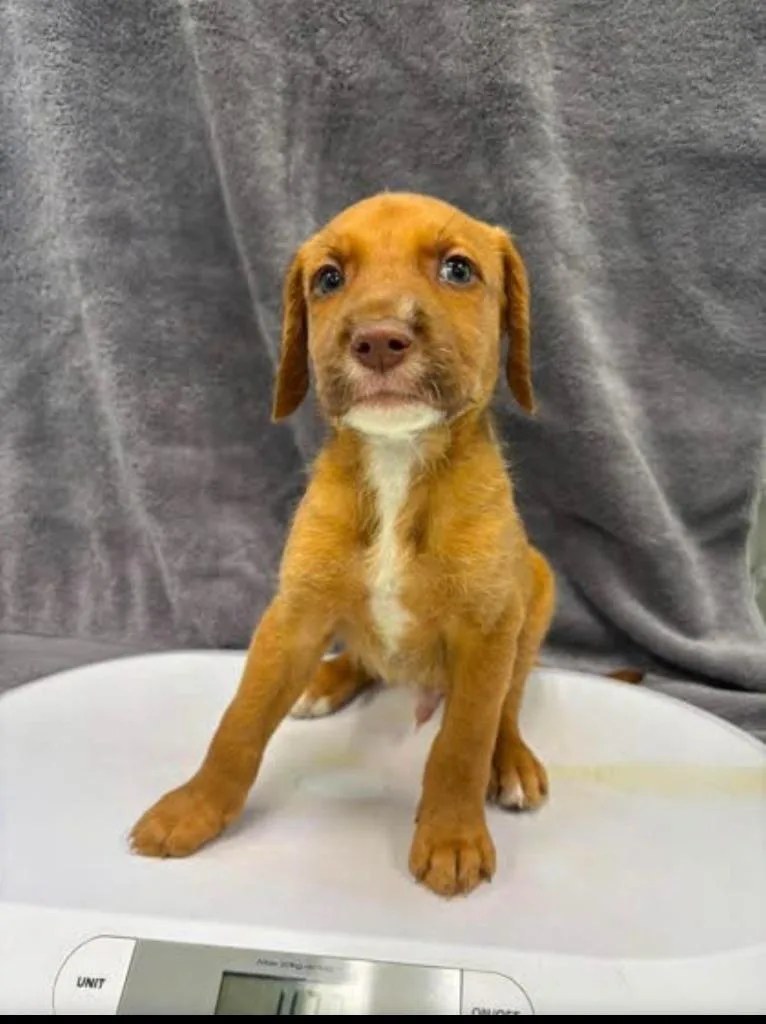 A baby large-sized male Terrier dog named Blane for adoption in Blountville, TN