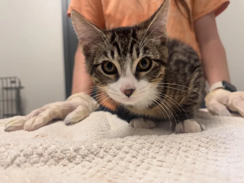 A baby small-sized male Domestic Short Hair cat named Buckley for adoption in Chico, CA