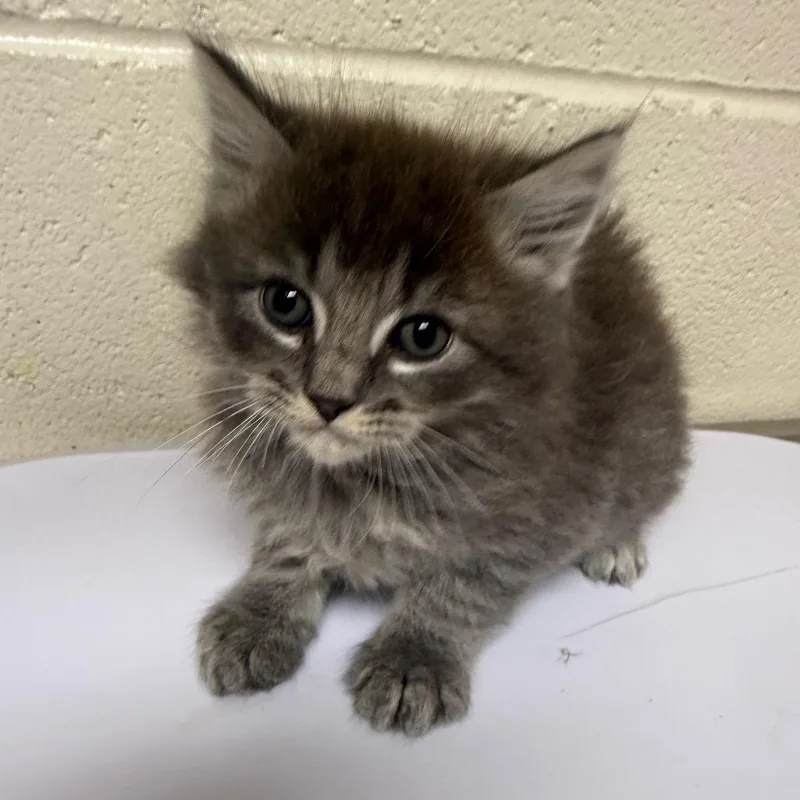 A baby small-sized male Gray / Blue / Silver Domestic Medium Hair cat named Jonathan for adoption in Roxboro, NC