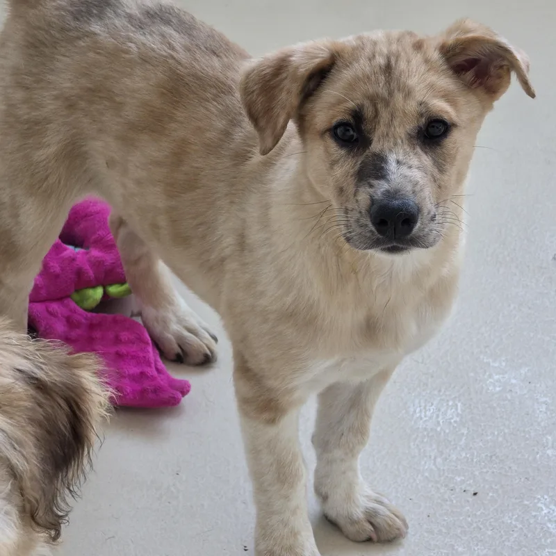 A baby medium-sized female Catahoula Leopard Dog dog named Astrid for adoption in Dandridge, TN