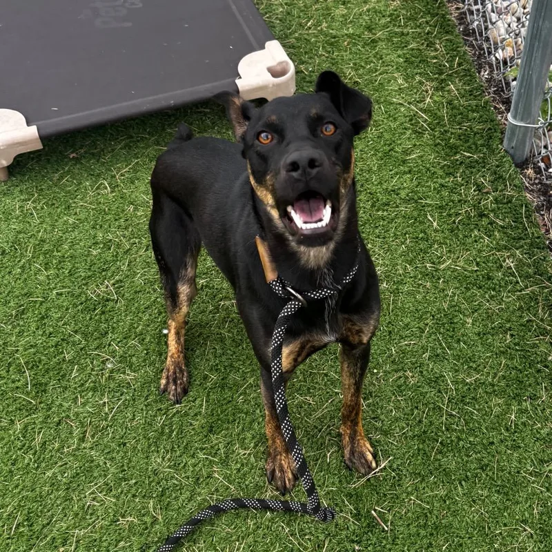 A young medium-sized male Black Mixed Breed dog named Dune for adoption in Bristol, IN