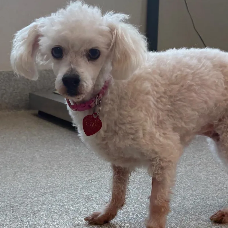A senior small-sized female White / Cream Maltese dog named Abby for adoption in Englewood, FL