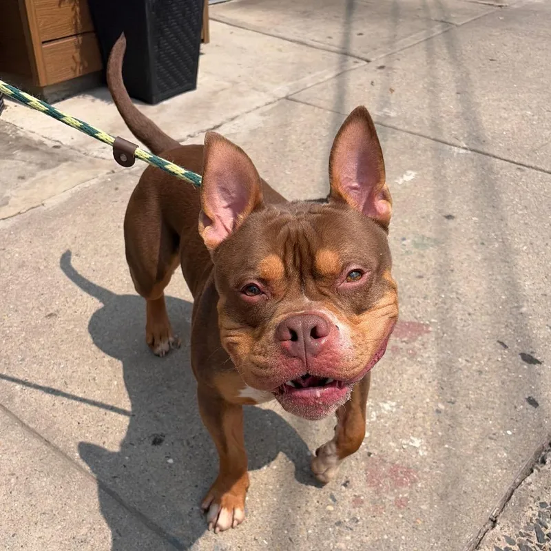 An adult large-sized male Pit Bull Terrier dog named Philly for adoption in Newark, NJ