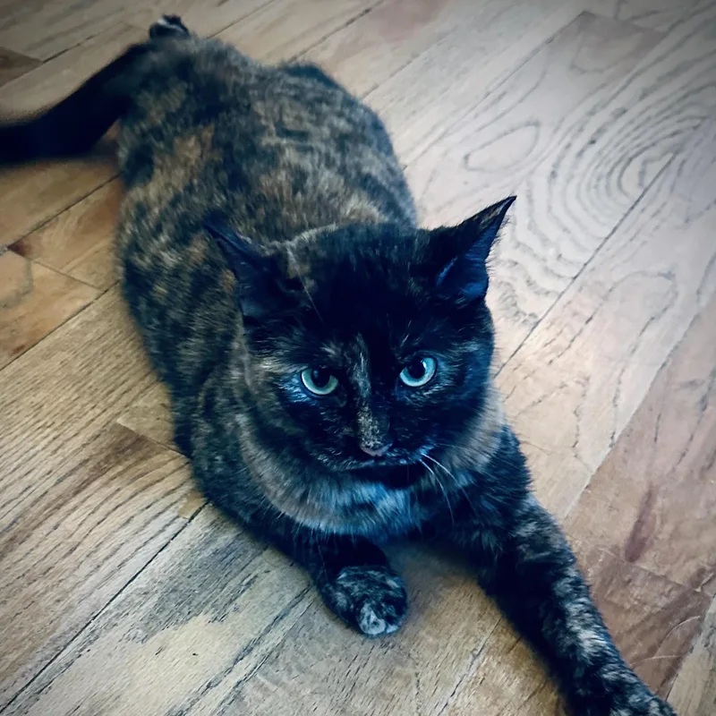 An adult medium-sized female Tortoiseshell Domestic Short Hair cat named Mocha for adoption in Fort Worth, TX