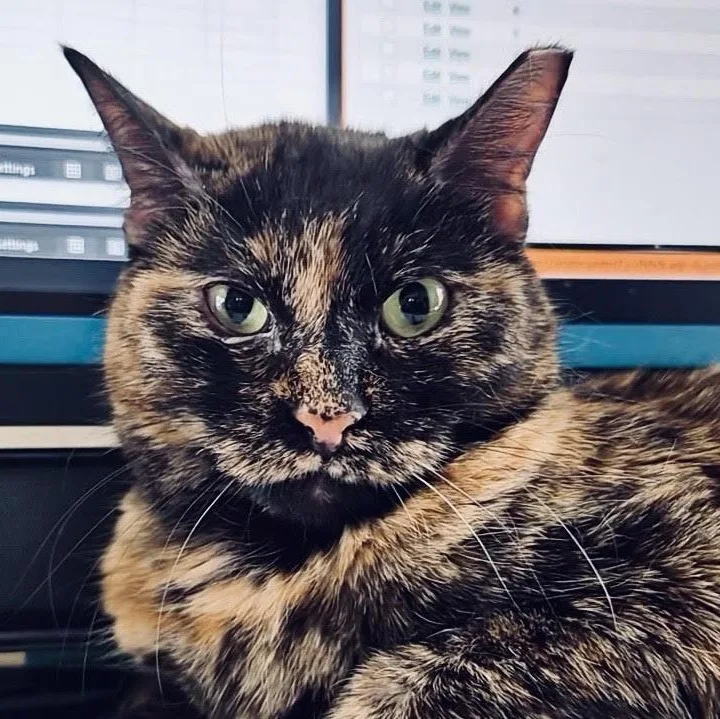 Mocha thumbnail 2