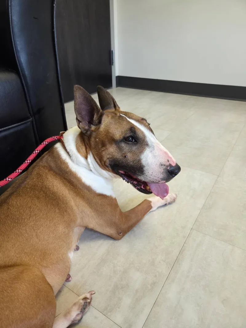 A senior medium-sized female Bull Terrier dog named Creamsicle for adoption in New York, NY