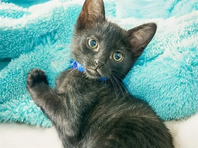 A baby medium-sized male Domestic Short Hair cat named Polo for adoption in Fort Lauderdale, FL