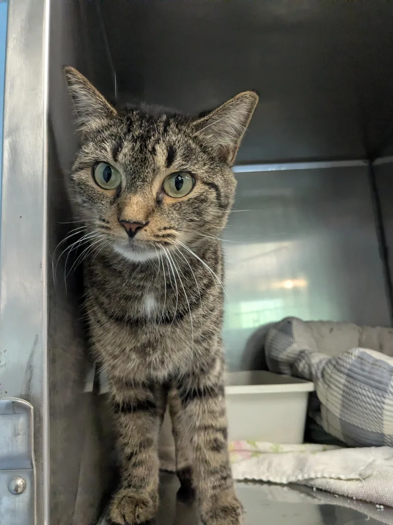 An adult medium-sized female Tabby (Brown / Chocolate) Domestic Short Hair cat named Rose for adoption in Bedford, VA