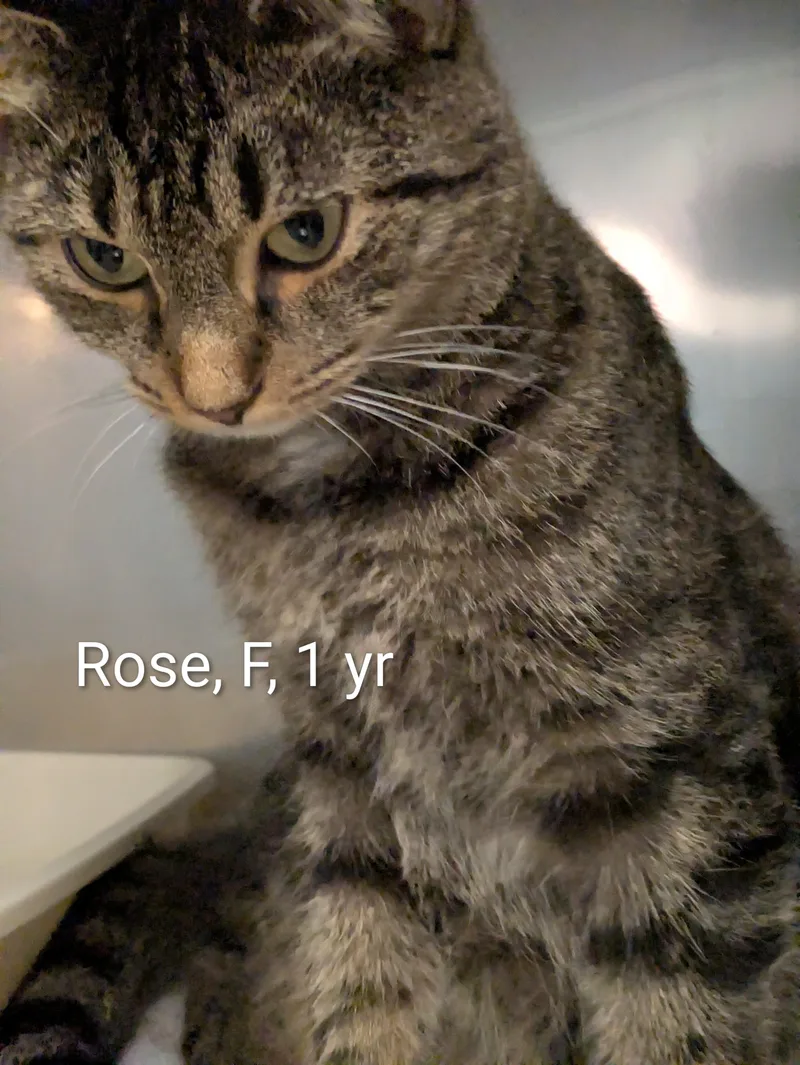 Rose thumbnail 2