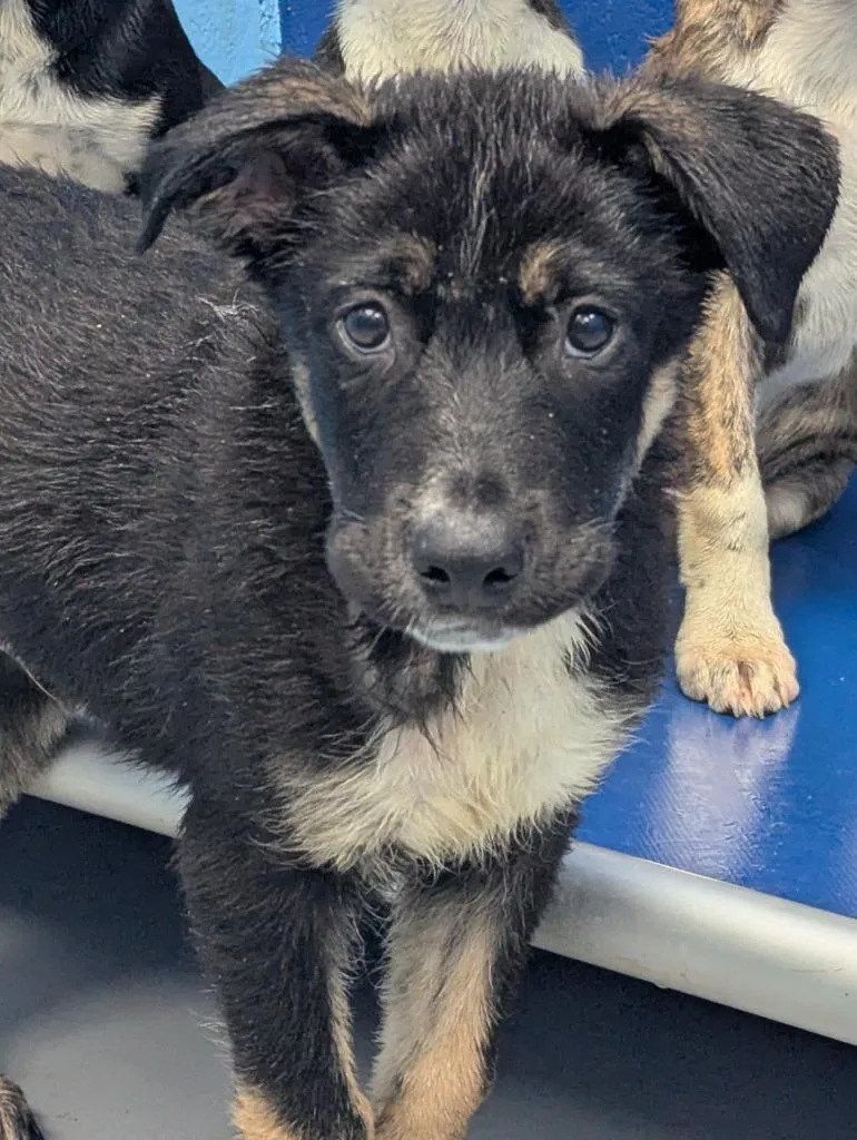 A baby medium-sized male Labrador Retriever dog named Fido for adoption in Hartsville, SC