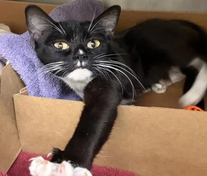 An adult small-sized female Domestic Short Hair cat named Rain for adoption in West Chester, PA