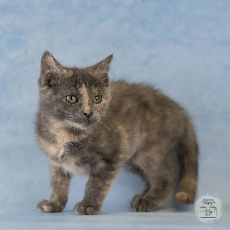 A baby medium-sized female Dilute Calico Domestic Short Hair cat named Bubbles for adoption in Blairsville, PA