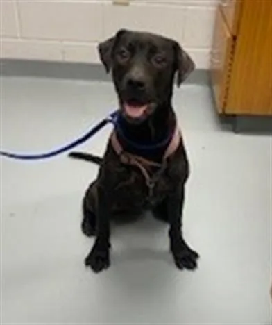 A young large-sized female Labrador Retriever dog named Hershey for adoption in Saint Cloud, FL
