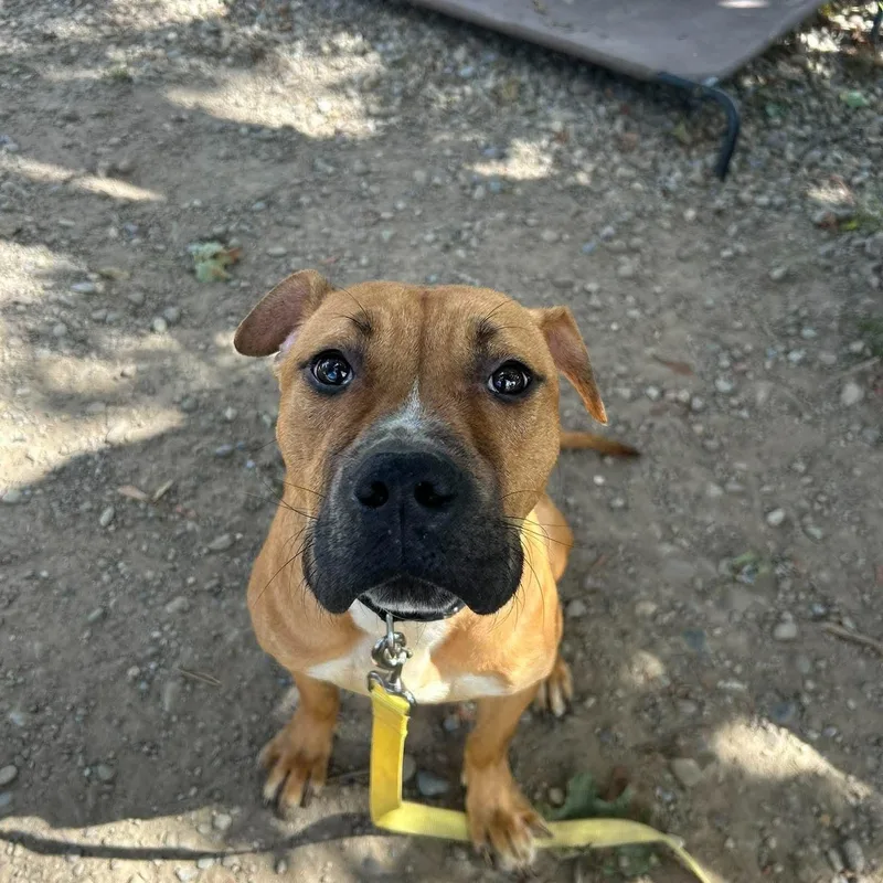 A young medium-sized male Yellow / Tan / Blond / Fawn Pit Bull Terrier dog named Doc Brown for adoption in Buffalo, NY
