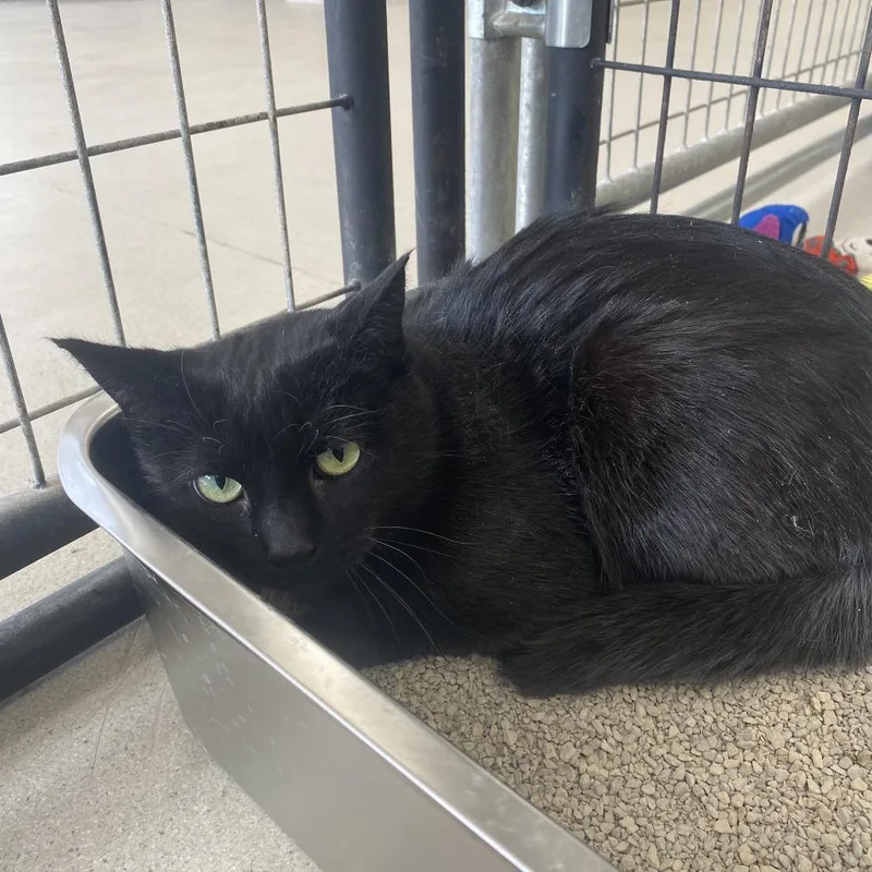 Weed Whacker thumbnail 2