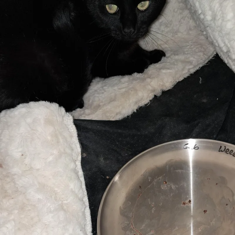 Weed Whacker thumbnail 4