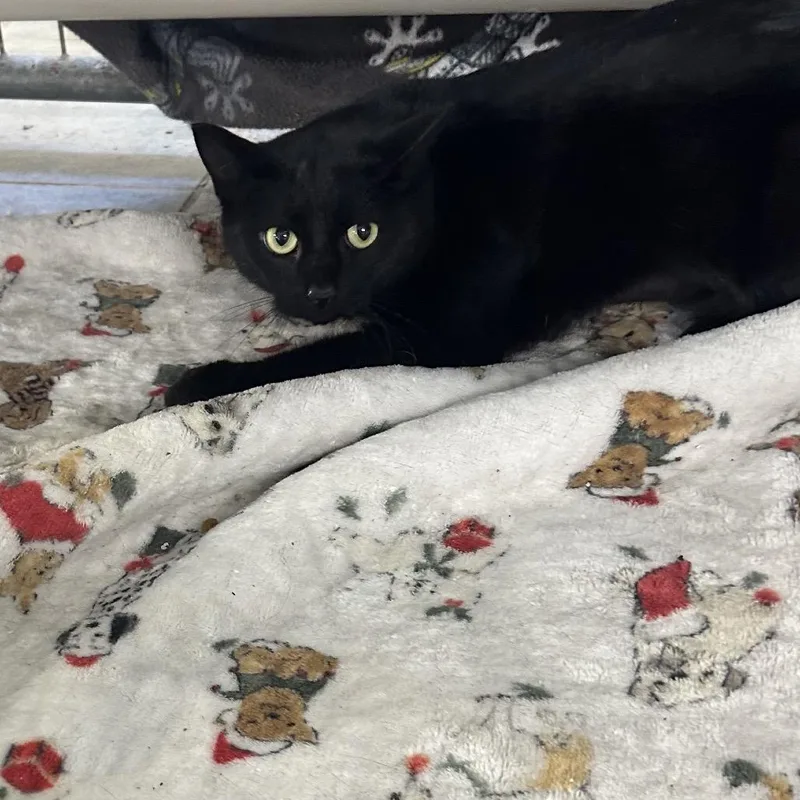 Weed Whacker thumbnail 5