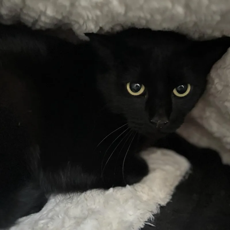 Weed Whacker thumbnail 6