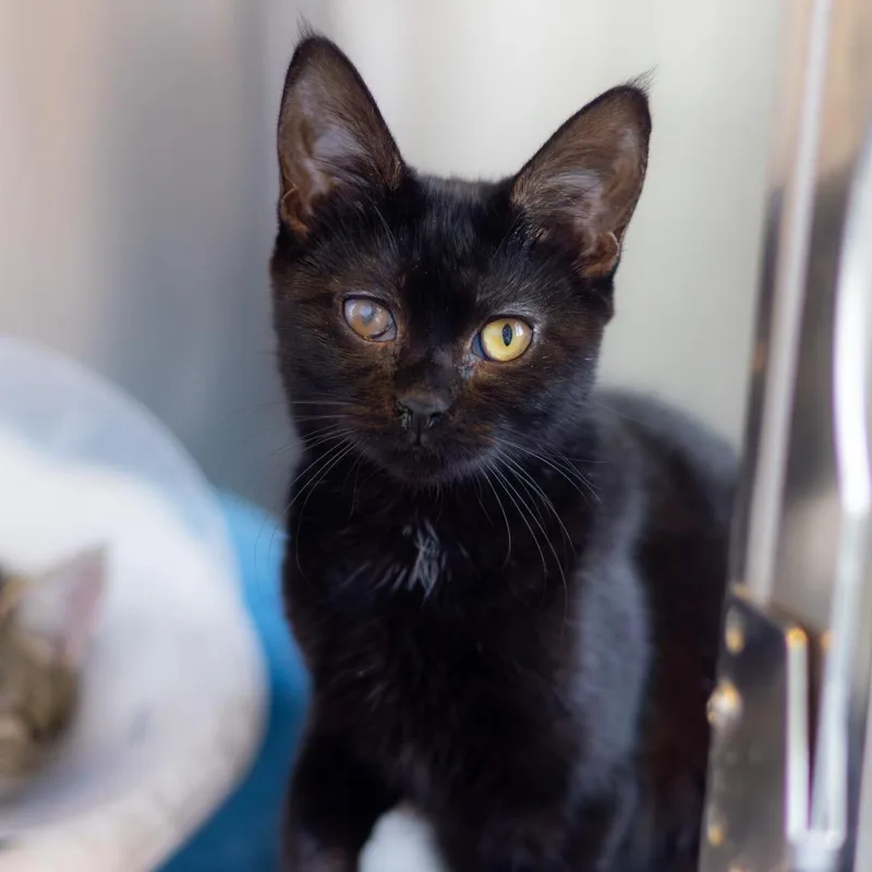 A young small-sized female Black Domestic Short Hair cat named Ebony for adoption in Newark, DE