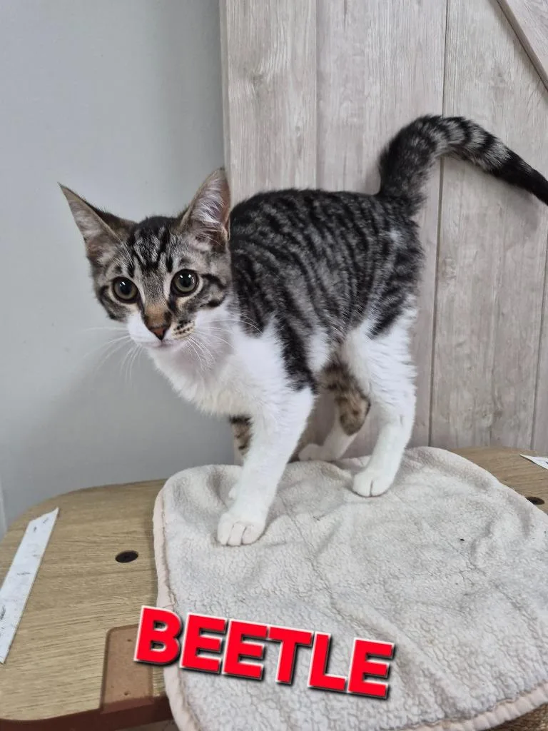A baby medium-sized male Domestic Short Hair cat named Beetle for adoption in Rome, GA