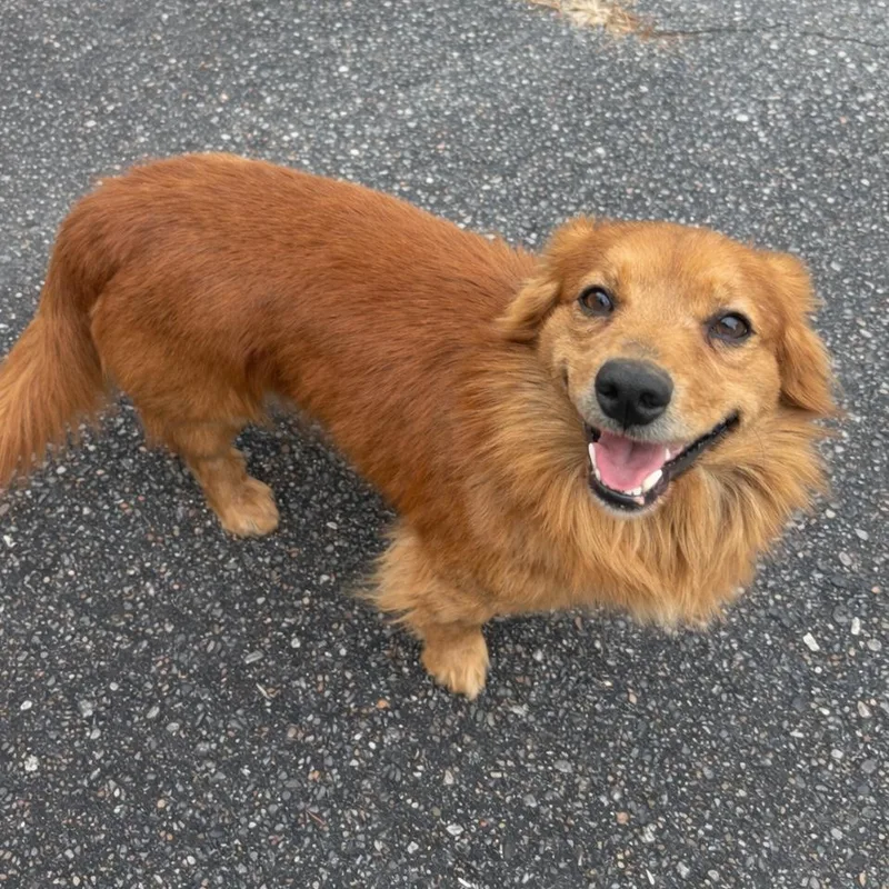 A young small-sized male Brown / Chocolate Dachshund dog named Scooby for adoption in Morganton, NC
