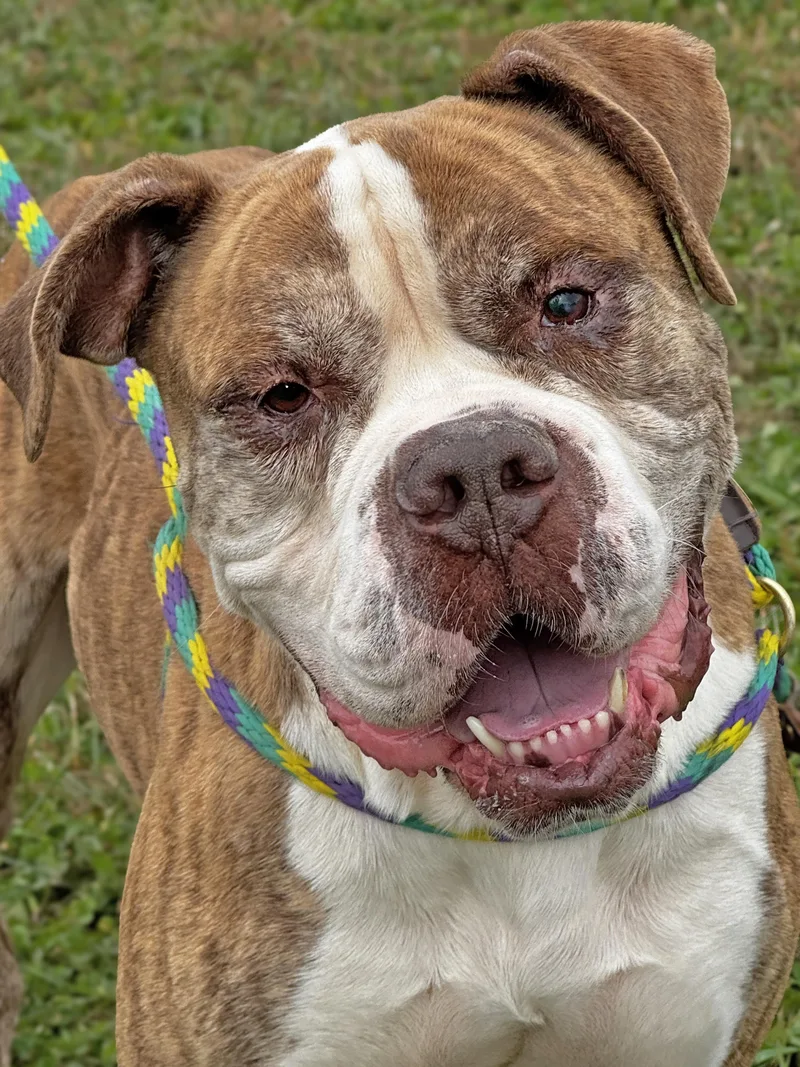 An adult large-sized male American Bulldog dog named Creed for adoption in Anderson, IN
