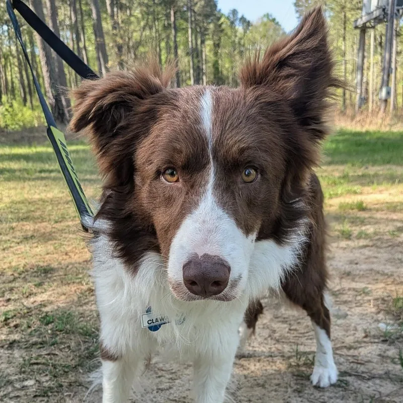 Clawrence thumbnail 2