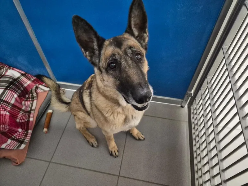 An adult large-sized female Belgian Shepherd / Malinois dog named Kim for adoption in Hays, KS