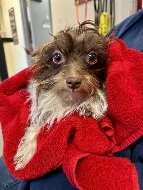 An adult small-sized male Yorkshire Terrier dog named Buster Brown for adoption in Olathe, KS