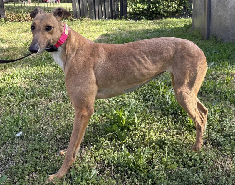 An adult large-sized female Red / Chestnut / Orange Greyhound dog named Daisy for adoption in Independence, MO