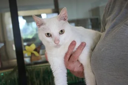 An adult extra large-sized male Domestic Short Hair cat named Mayonnaise for adoption in Brunswick, GA