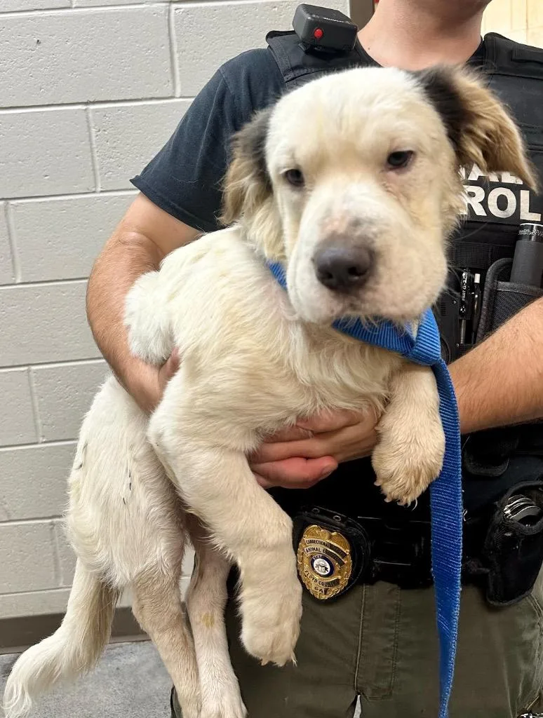 A young medium-sized male Mixed Breed dog named Falkor for adoption in Rome, GA