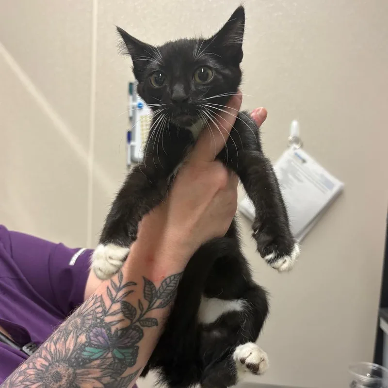 A baby small-sized male Black Domestic Short Hair cat named Sleepy for adoption in Morganton, NC
