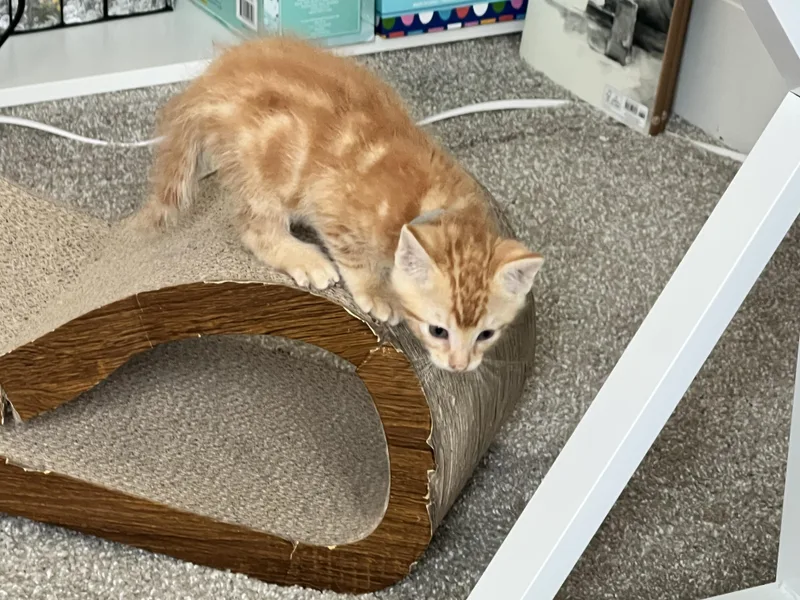 A baby medium-sized male Tabby (Orange / Red) Domestic Short Hair cat named Dragon for adoption in Fruit Heights, UT