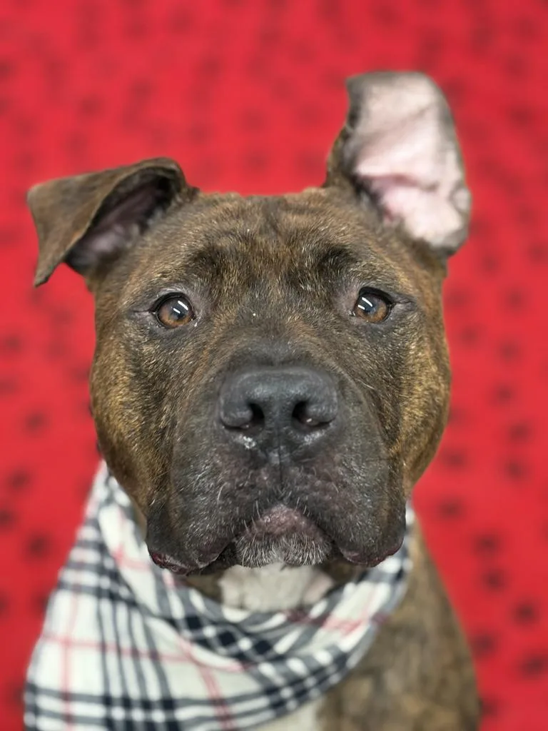 An adult medium-sized male Mixed Breed dog named Canaan for adoption in Detroit, MI
