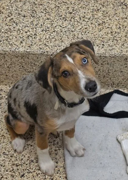 A young medium-sized male Mixed Breed dog named Slinky for adoption in Aiken, SC