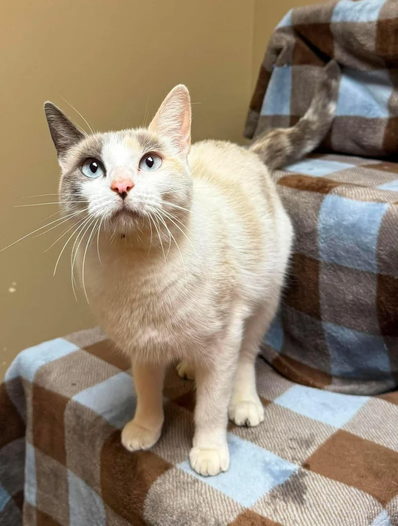 An adult medium-sized female Dilute Calico Domestic Short Hair cat named Marylin for adoption in Maryville, MO