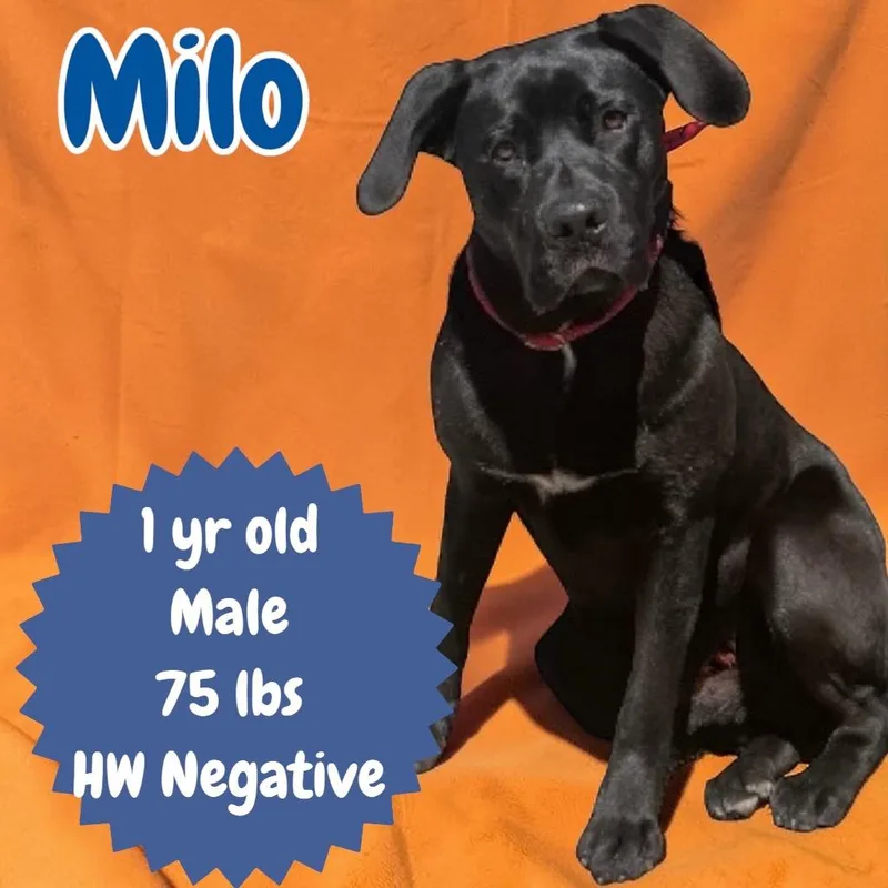 Milo thumbnail 4