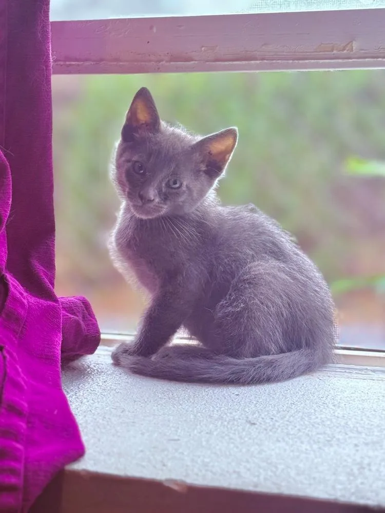 A baby medium-sized male Gray / Blue / Silver Domestic Short Hair cat named Duke Caboom for adoption in Boone, CO
