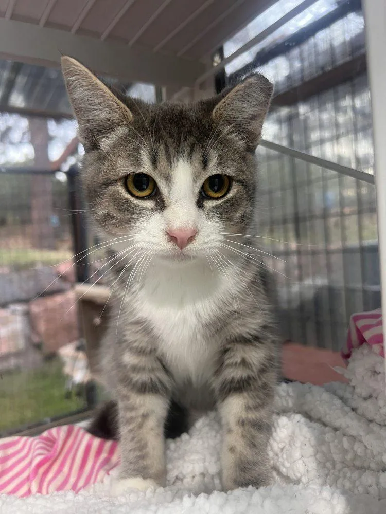 A baby medium-sized male Domestic Short Hair cat named Vroom Kaboom for adoption in Colorado Springs, CO