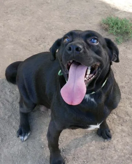 An adult medium-sized female Black Labrador Retriever dog named Sugar for adoption in Yellville, AR