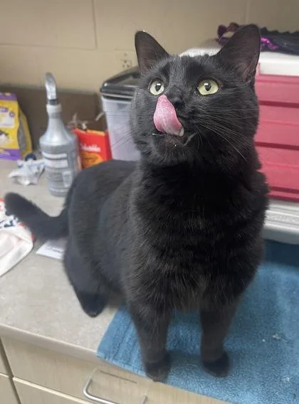 An adult small-sized male Domestic Short Hair cat named Keebler for adoption in Westland, MI