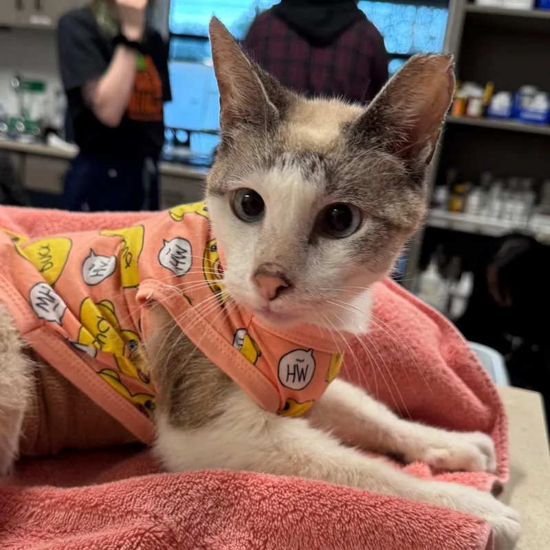 An adult large-sized male Cream / Ivory Domestic Short Hair cat named Larry Laredo for adoption in Austin, TX