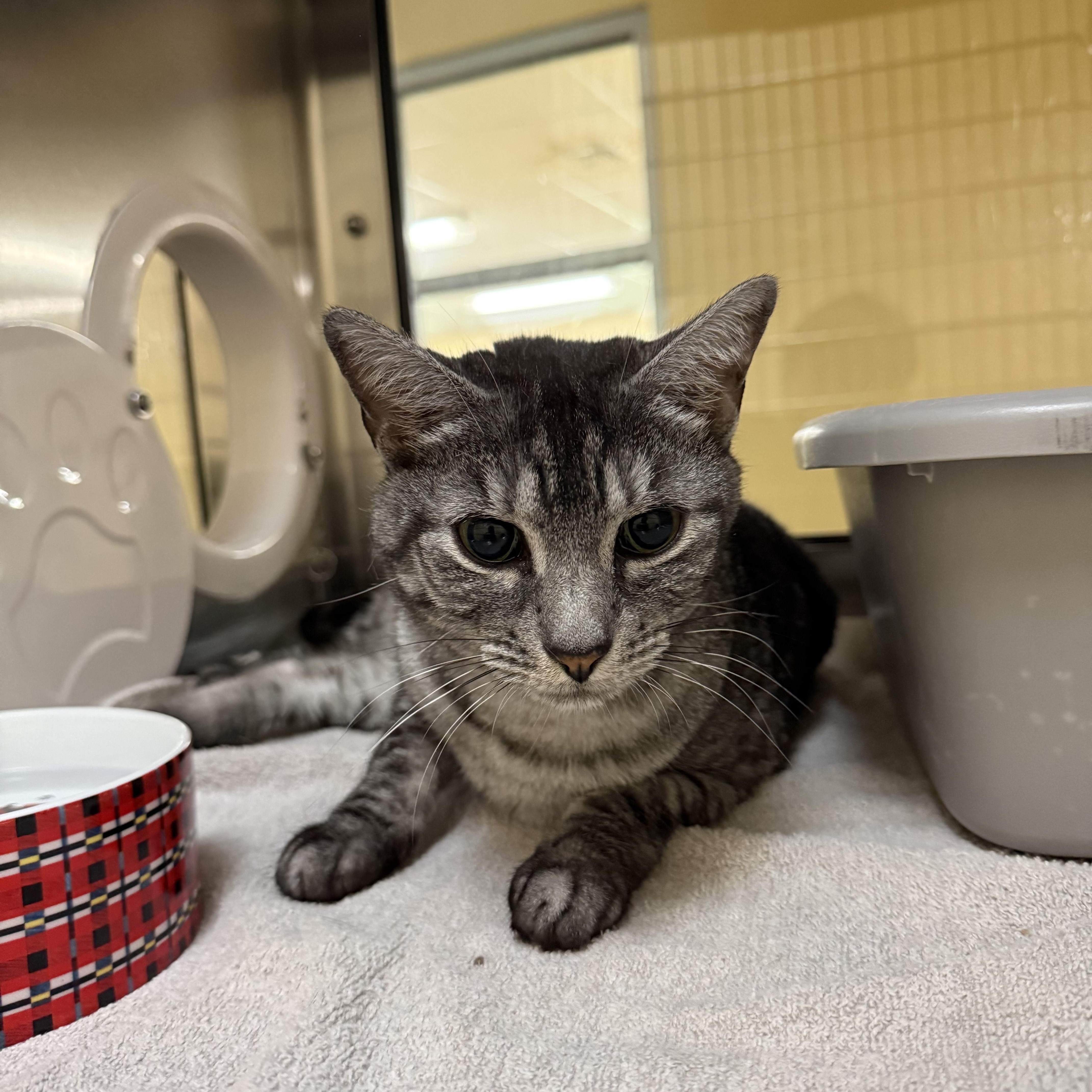 An adult medium-sized female Domestic Short Hair cat named Kit Kat for adoption in Brownsville, VT