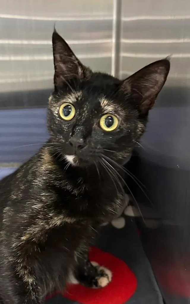 A young small-sized female Domestic Short Hair cat named Momma Honey for adoption in Stillwater, OK