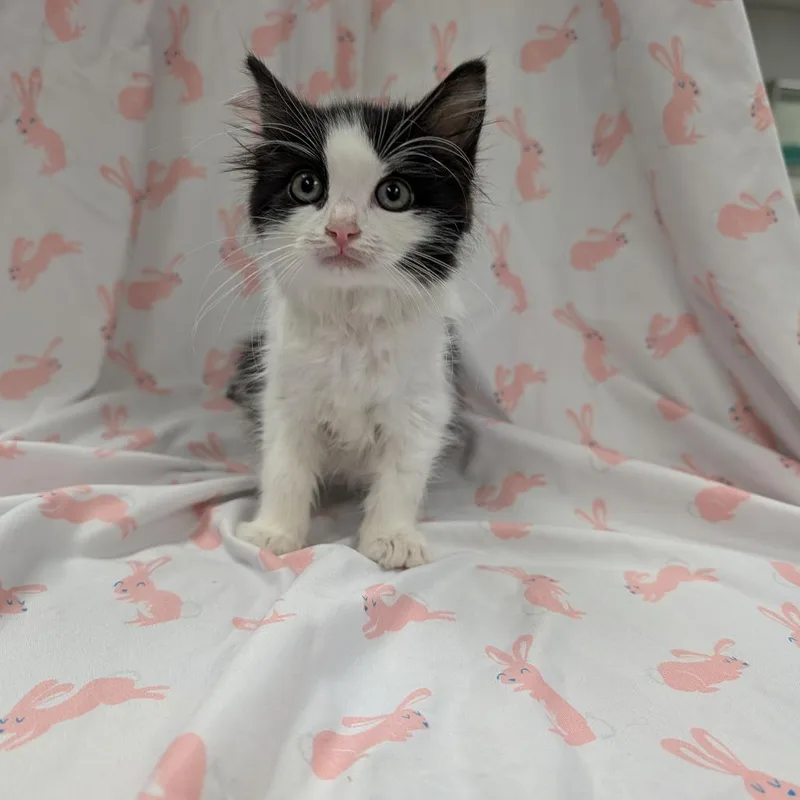A baby small-sized female White Domestic Short Hair cat named Clarabelle for adoption in Wind Gap, PA