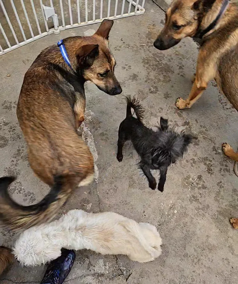 Ms Scruffs! Playing With thumbnail 2