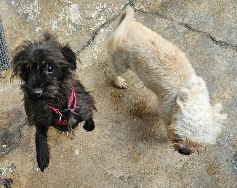 Ms Scruffs! Playing With thumbnail 3