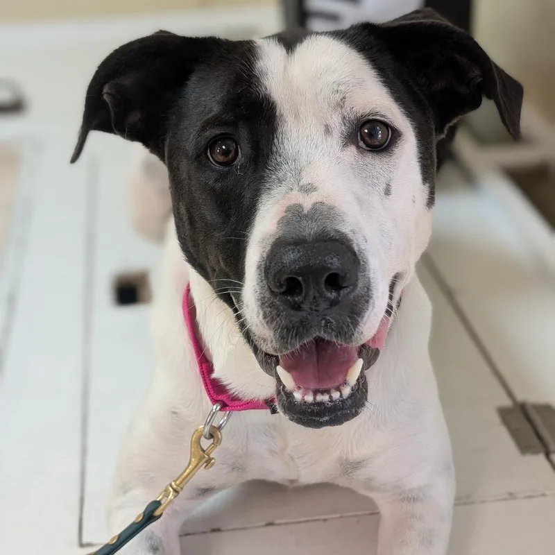An adult large-sized male American Staffordshire Terrier dog named Celo for adoption in Deerfield, IL